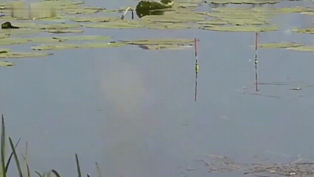 钓鲫鱼漂相不止顶漂和顿口,下面这几种漂相中鱼率也挺高