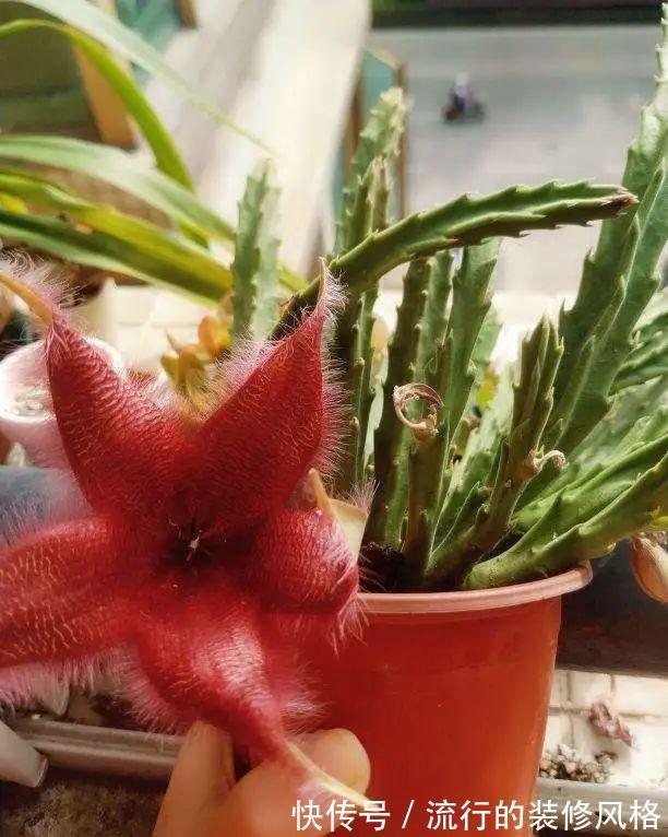 家里养了这花,满屋子都是臭味,家人让我赶紧扔掉