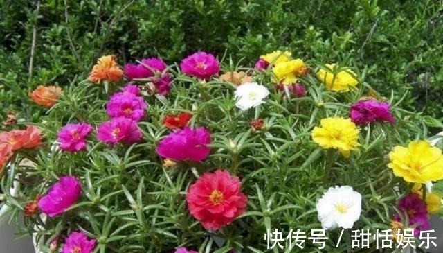 生命力|最命硬的6种花,30天不浇水,照样开花不断,1盆能活好几年
