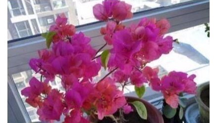 三角梅难开花老花农用“它”养，40天能见效，花芽分化非常快