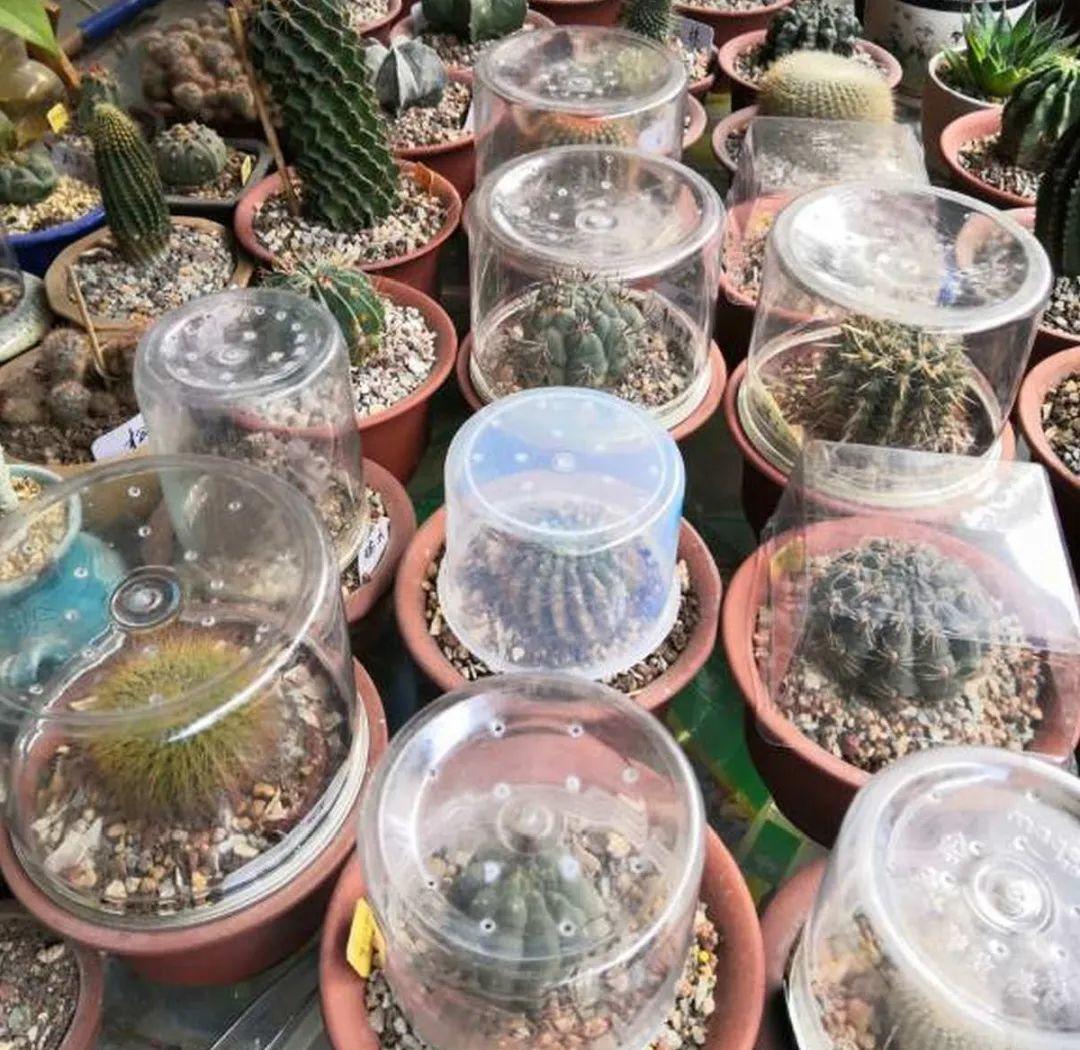 10个偏方,能省不少钱,把花养的又肥又壮