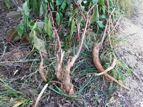 中年|根似人参,民间常当人参用,殊不知全株都有毒,见到请及时除掉