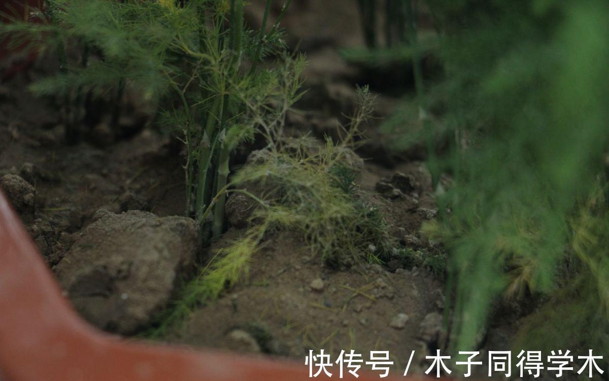 养花|新手养花“黑名单”,买了也养不活,谨慎买这些花