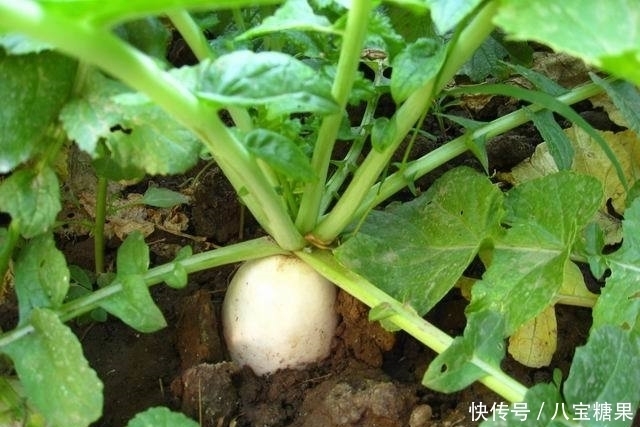 女性不想老太快，入冬后多吃此菜，补血养颜，抗皱防老，健脾养胃