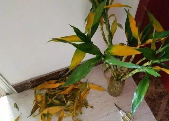 入冬后,这些花别折腾,越折腾越死