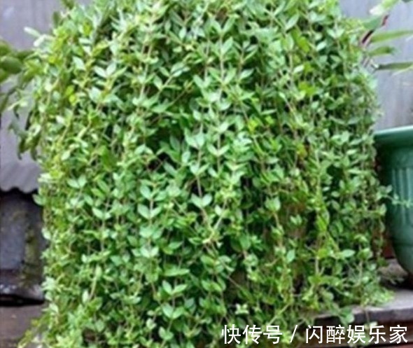 7种多肉吊起来养之后，家里多了七彩花帘，爆盆之后都非常好看