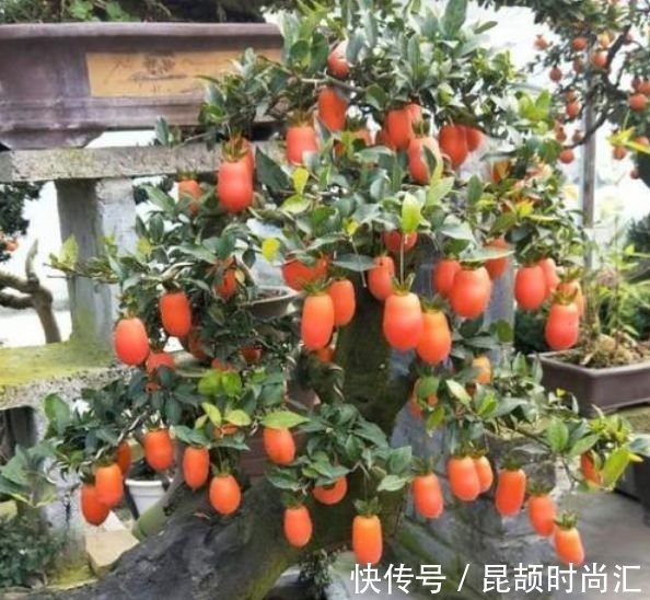 报春花报春花|大年初一错过,正月二十九不能再错过的4种花,养一盆旺运一整年