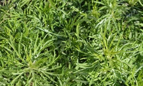 千金换野菜到底亏不亏?聪明人才知道,关键时刻起到重要作用