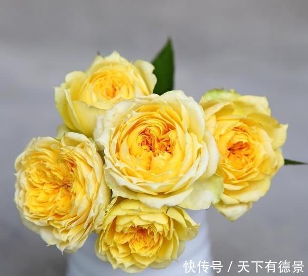 养不活|月季养不活?教你避开种死月季的五个陷阱,不走弯路做月季大神