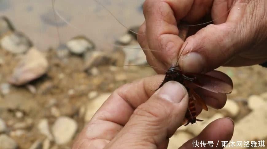 钓鱼|山居老伯钓鱼，竹子做竿，蟑螂做饵，可钓的鱼一百一条