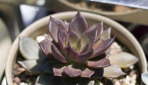 喜欢多肉的小伙伴,几种多肉不要养,不然会后悔的!