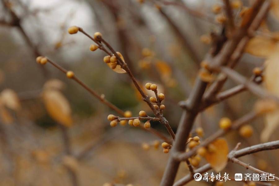 暗香|壹图集｜泰城五处赏梅寻香地盘点，不容错过的暗香涌动