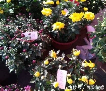 花市上菊花开得正艳,卖花老人却说出了旁人不知的烦恼