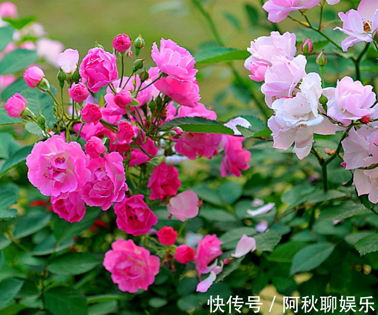 农历九月十八霜降后,养什么花?家里养3种花,无边春舍有福人家