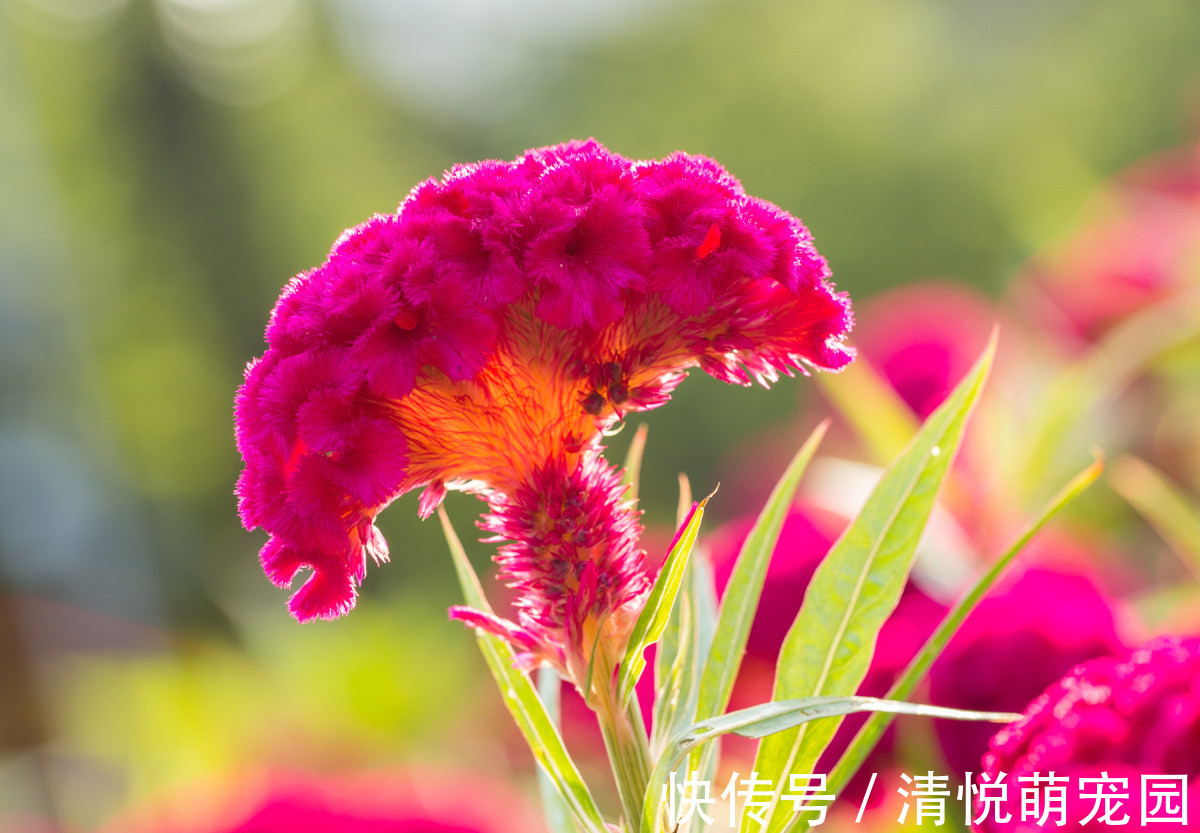 此花所代表的是真挚的爱情，就像是鸡冠子一样的花，在秋季开花