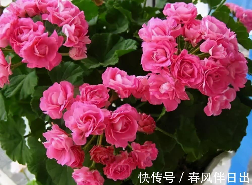 佳品|号称“开花机器”的4种漂亮花,养一盆赏花300天,是阳台盆栽佳品