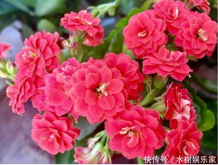 几种花卉养在家里,净化空气还招财,寓意超好的