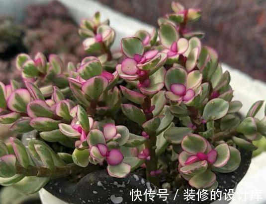 小花|农历8月6日过后，家养4种“小花”，花开芳香四溢，形态优雅精致