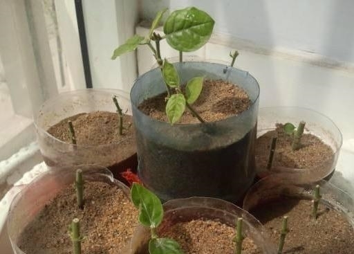 扦插茉莉生根慢?不妨用这“2种神水”,10天就生根,根系撑破盆