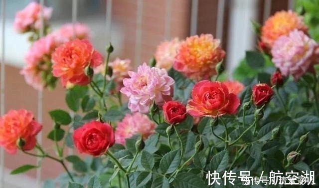 造园|7㎡迷你“阳台造园”小阳台这样布置,也能美成的花园!