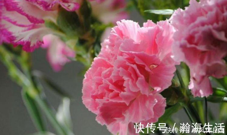 花瓣|4种花堪称吸尘器，空气清香去异味，漂亮又好养