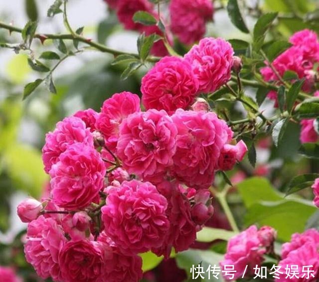 不喝酒不抽烟,此花也得种2棵,它比桂花还香!