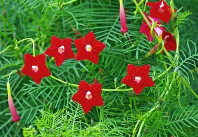 香水|4种花懒人、新手都能养的好，家里养1盆，满屋子清香四溢！