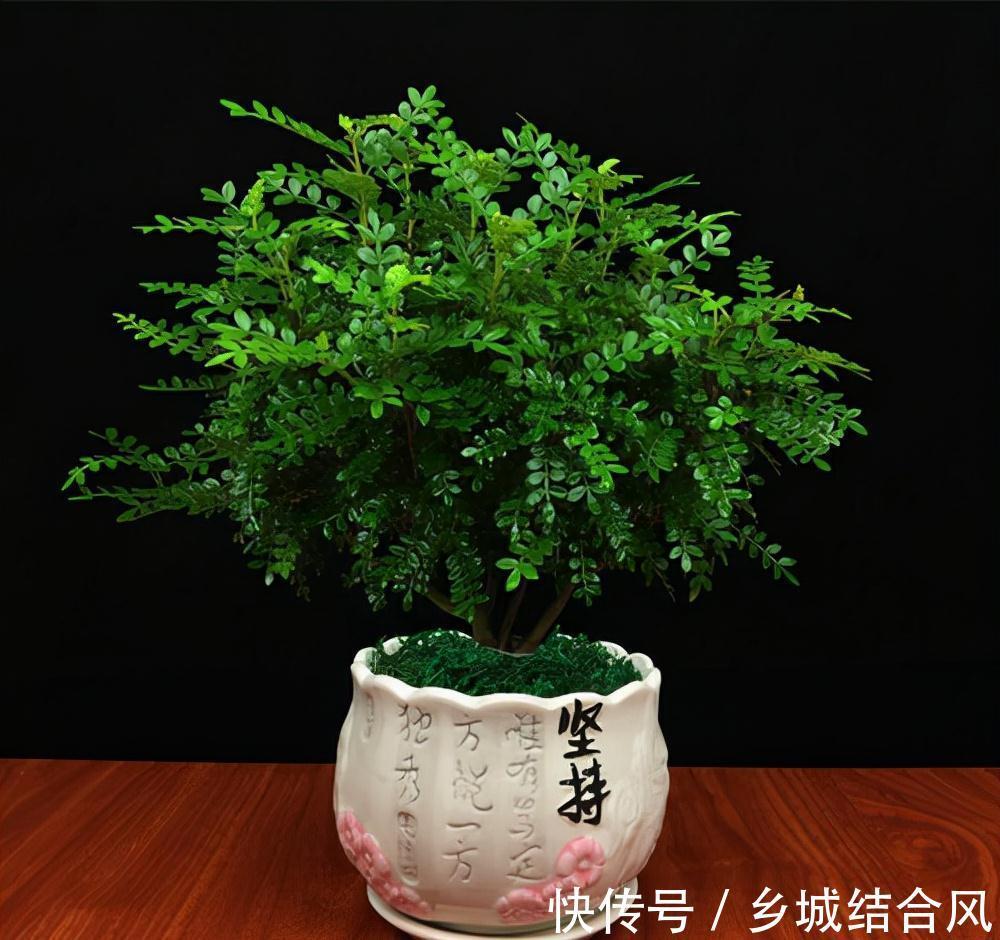 6种“小盆景”，越小越值钱，客厅养一盆，能香上几十年