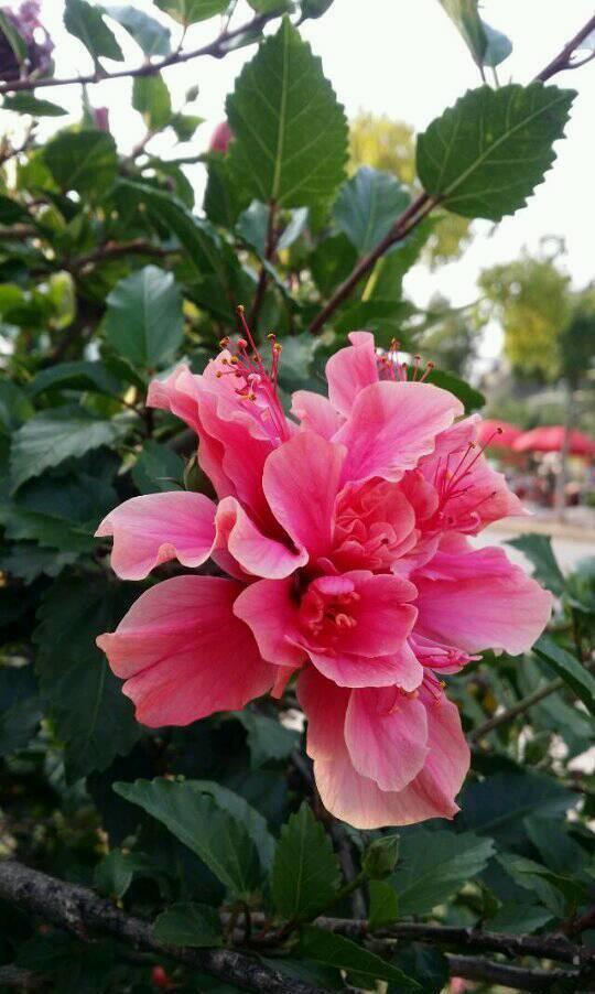 阳台上|6种“劳模花”,四季能开花,家里养一盆,赏花300天