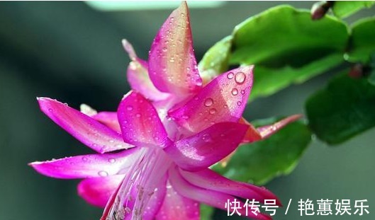 蟹爪兰“蔫吧”没精神,学会3个方法,叶片油绿、开花多,长爆盆