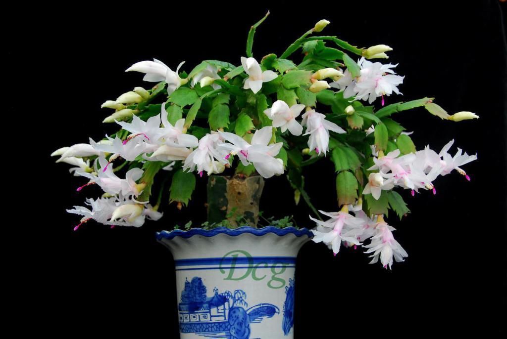 几种适合冬天养的花,快看看,你家里养了几盆!