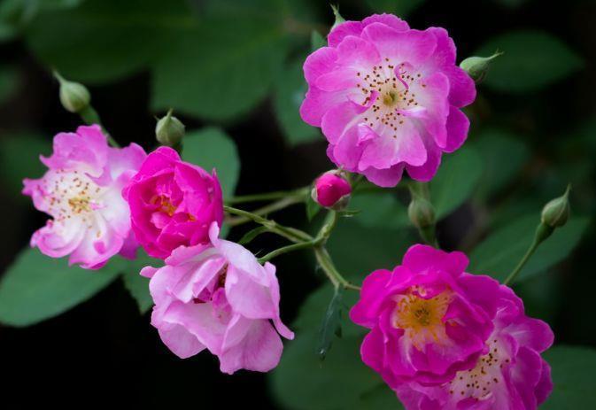 适合阳台养护的几款花卉,四季有花开,花香四溢飘满屋