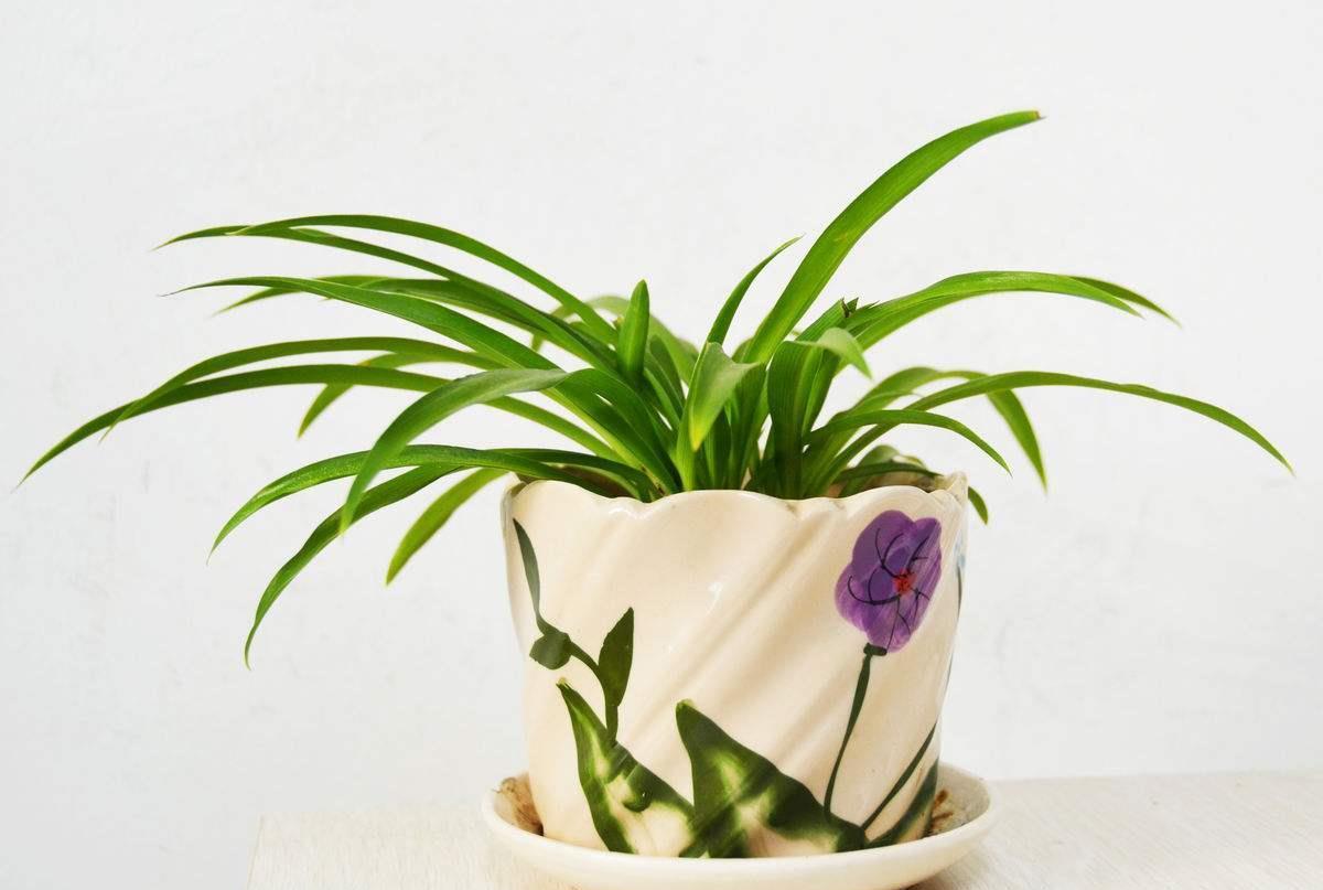 补救|吊兰烂根是什么原因导致的,这样可以补救吊兰烂根问题