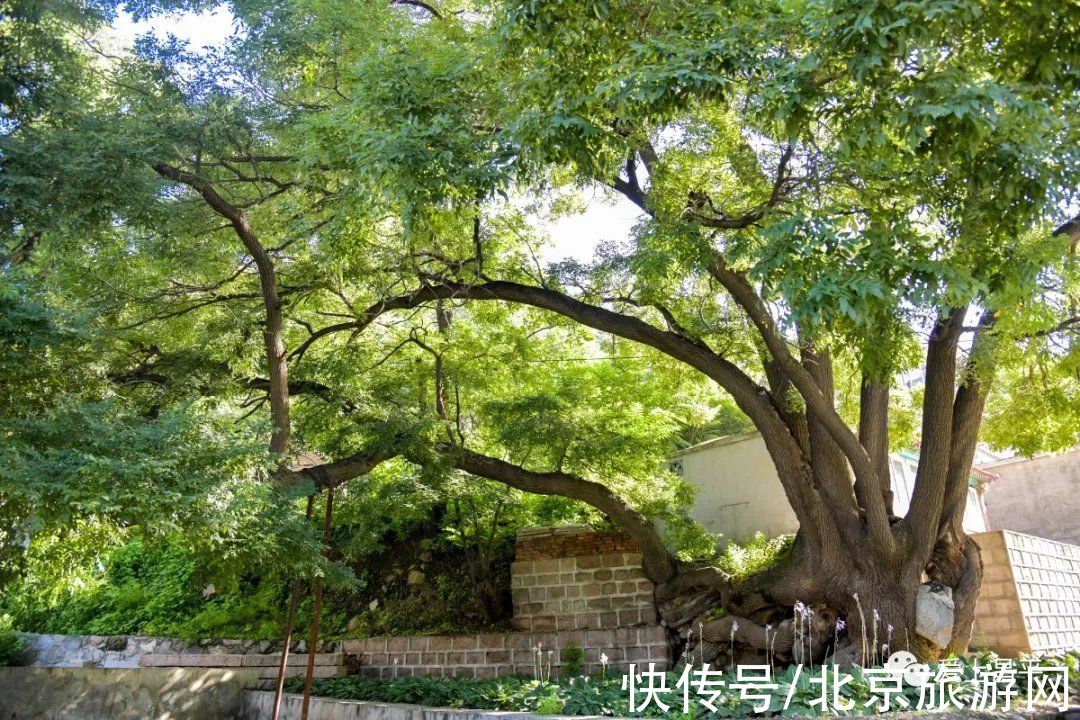 居庸关|这个风景秀美的村庄，溪流叠水，野花遍地，现在去正好~