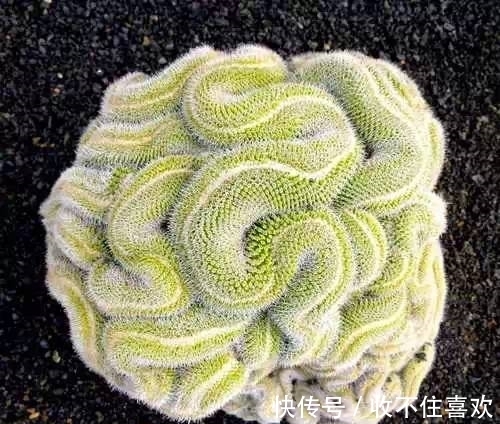 植物|神“造”般的植物奇景，仿佛画作精品，小编已深深着迷！