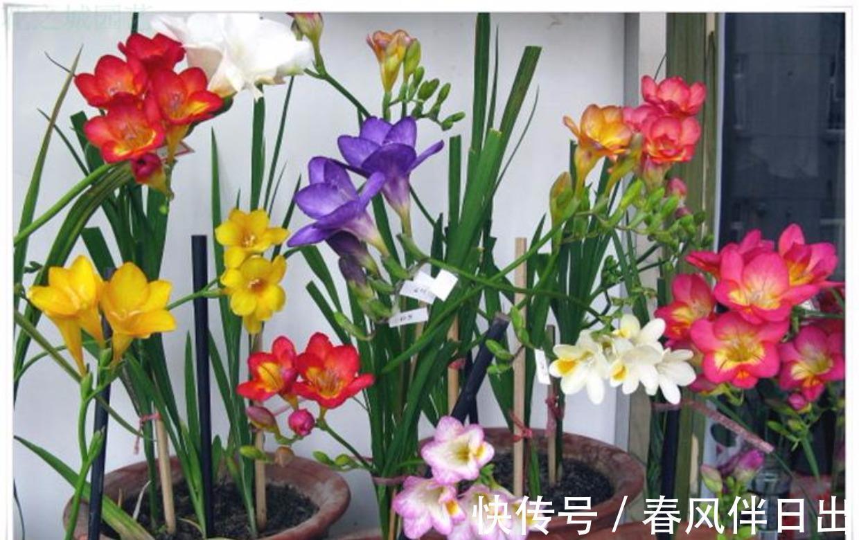 朱顶红|天气转凉,不要错过6种花,全都是喜温凉的“开花小能手”