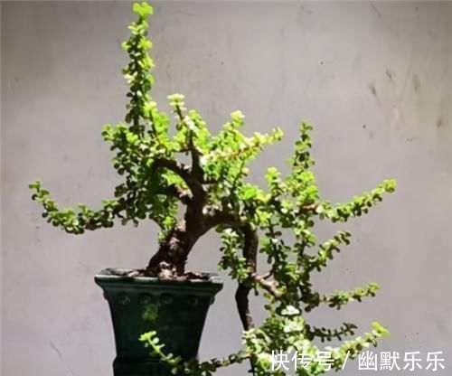 观赏性|养金枝玉叶,年年都要剪,养成盆景价更高,越老越值钱