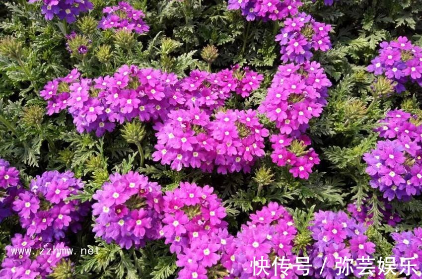 植物|这花怪不得被称为“美女”，又香又俊开出多彩花，迷倒人！