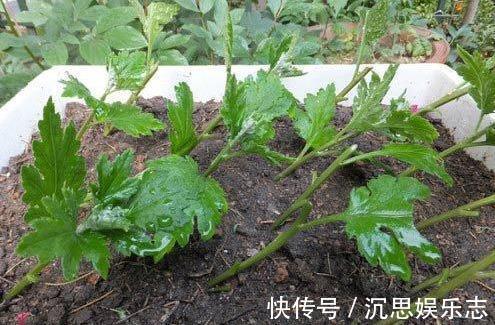扦插|扦插“菊花”很简单,一点水泡一泡,10天大生根,飒飒秋风开满院