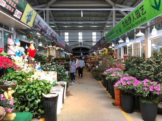 花卉市场“水深”里这四种花别买，买一盆死一盆，根本养不活！