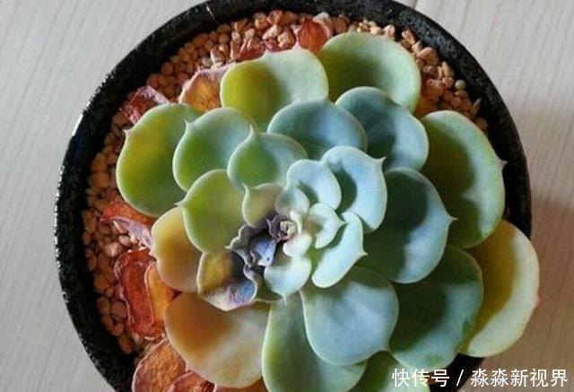 叶片|多肉养不好,叶片就“发软”,看看这几个原因,轻松帮你解决!