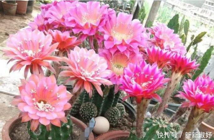 四季|夏天已到，这几款花卉养在家里，花姿妖娆，四季繁花似锦，美