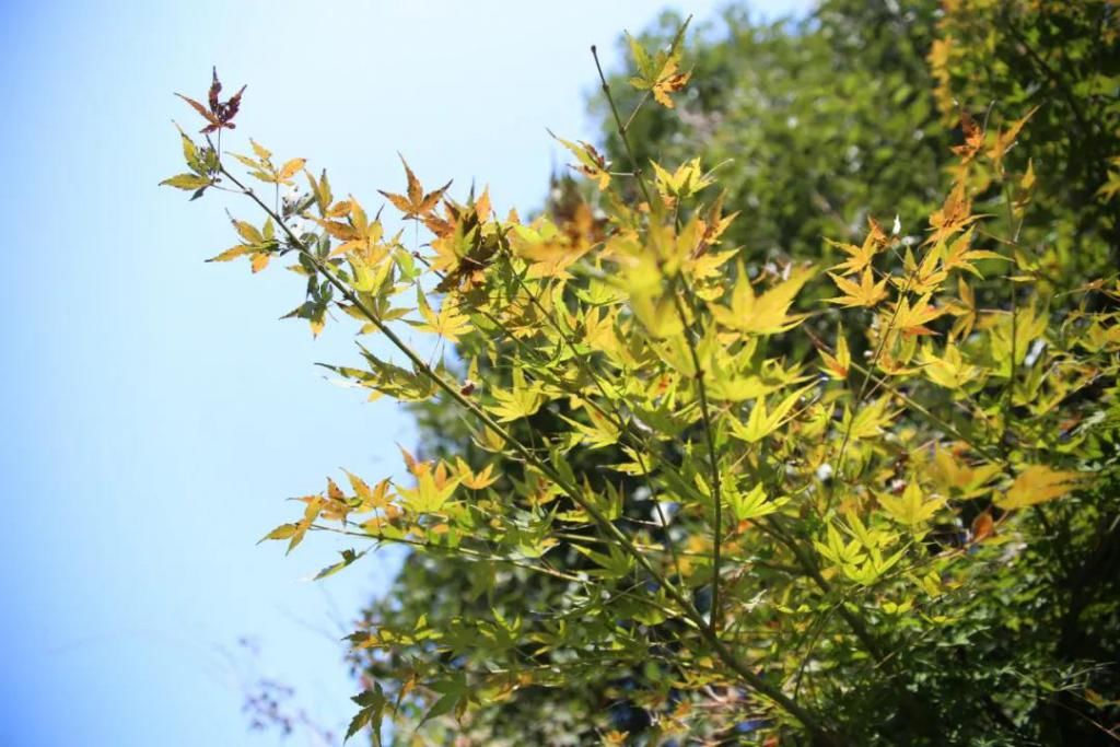 千里光|野趣一日，发现桃花岭的22种秋天