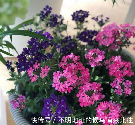 阳台变花园,8种花现在养,半个月就爆满阳台,长的飞快花也多