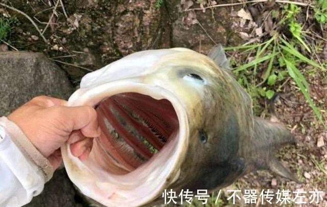 弹簧|野钓鲢鳙,鱼钩、弹簧、毛刷钓组哪种好用?