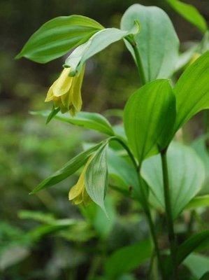 宝铎草生长于林下或灌木丛中花开黄色、绿黄色或白色