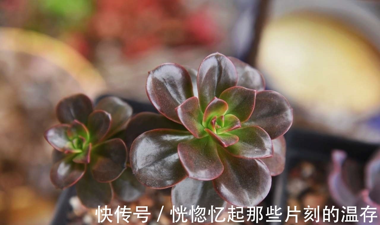 这一种多肉,很容易一头变多头,肥水跟上,茁壮又娇艳