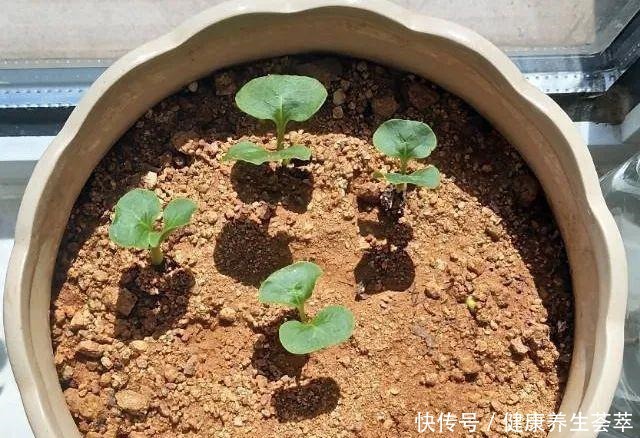 路边捡一把“小地雷”，撒盆里窜出满阳台的紫花，不花一分钱！