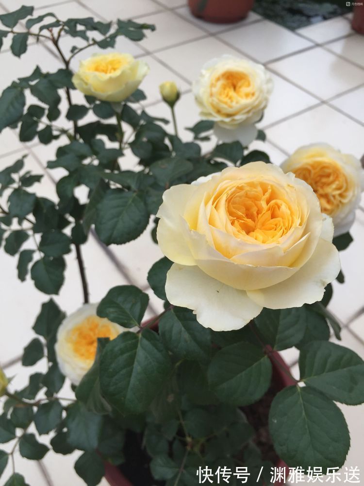 喜欢玫瑰,不如养“玫瑰精品”冰雪皇后,冰清玉洁,清新明快好养