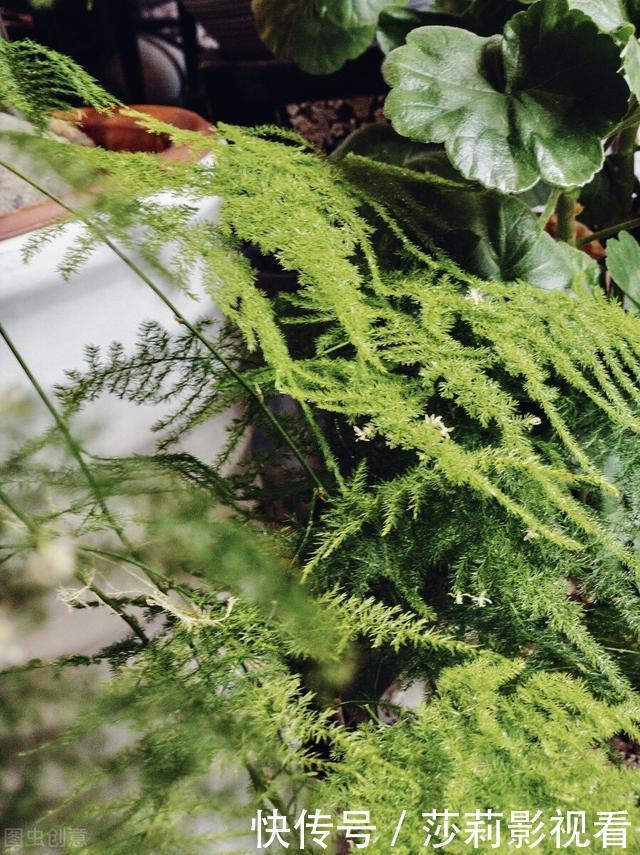 客厅2种花,别养成“巨无霸”,我家的已经处理了